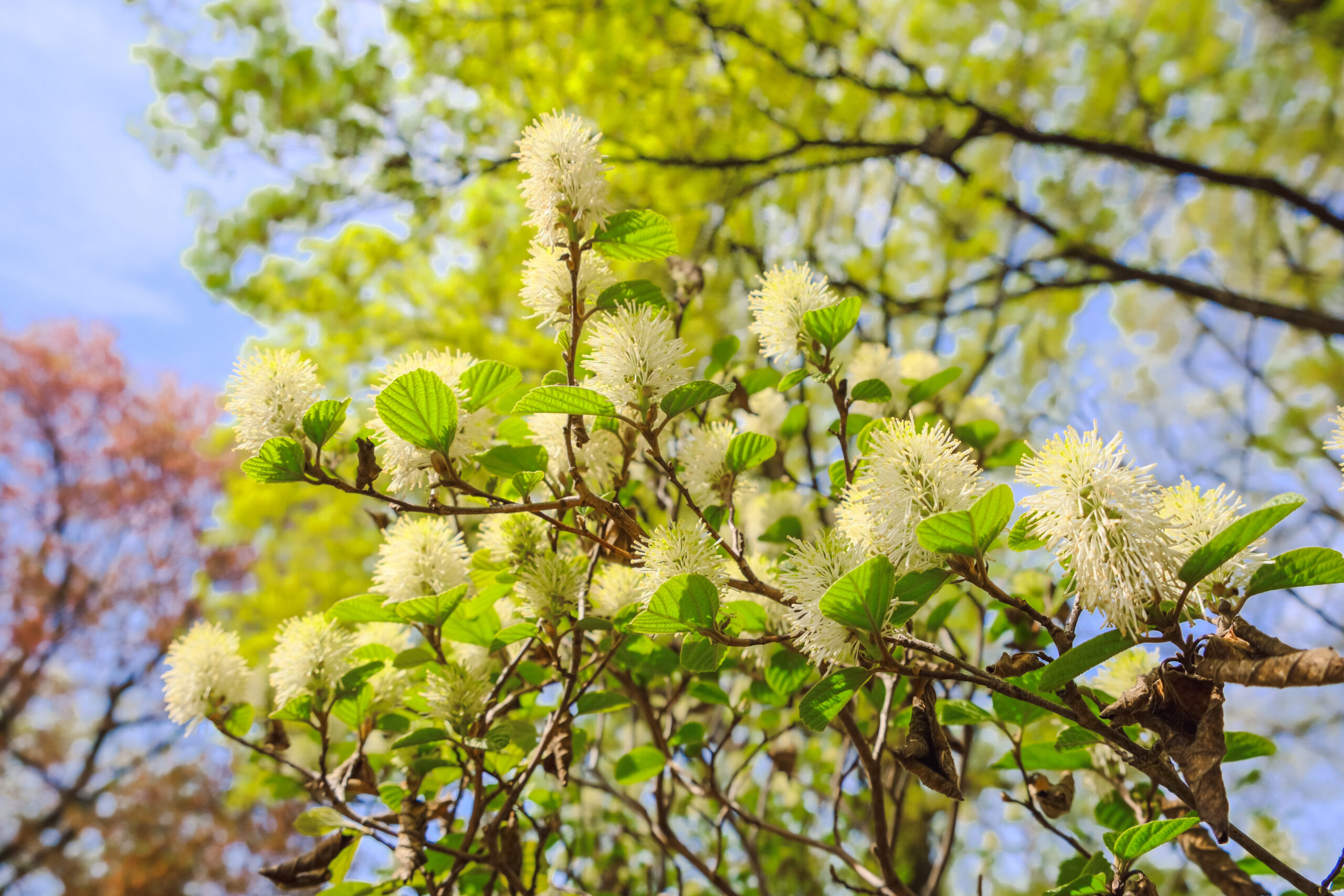 Blossoming Fothergilla major, Mountain witch-alder