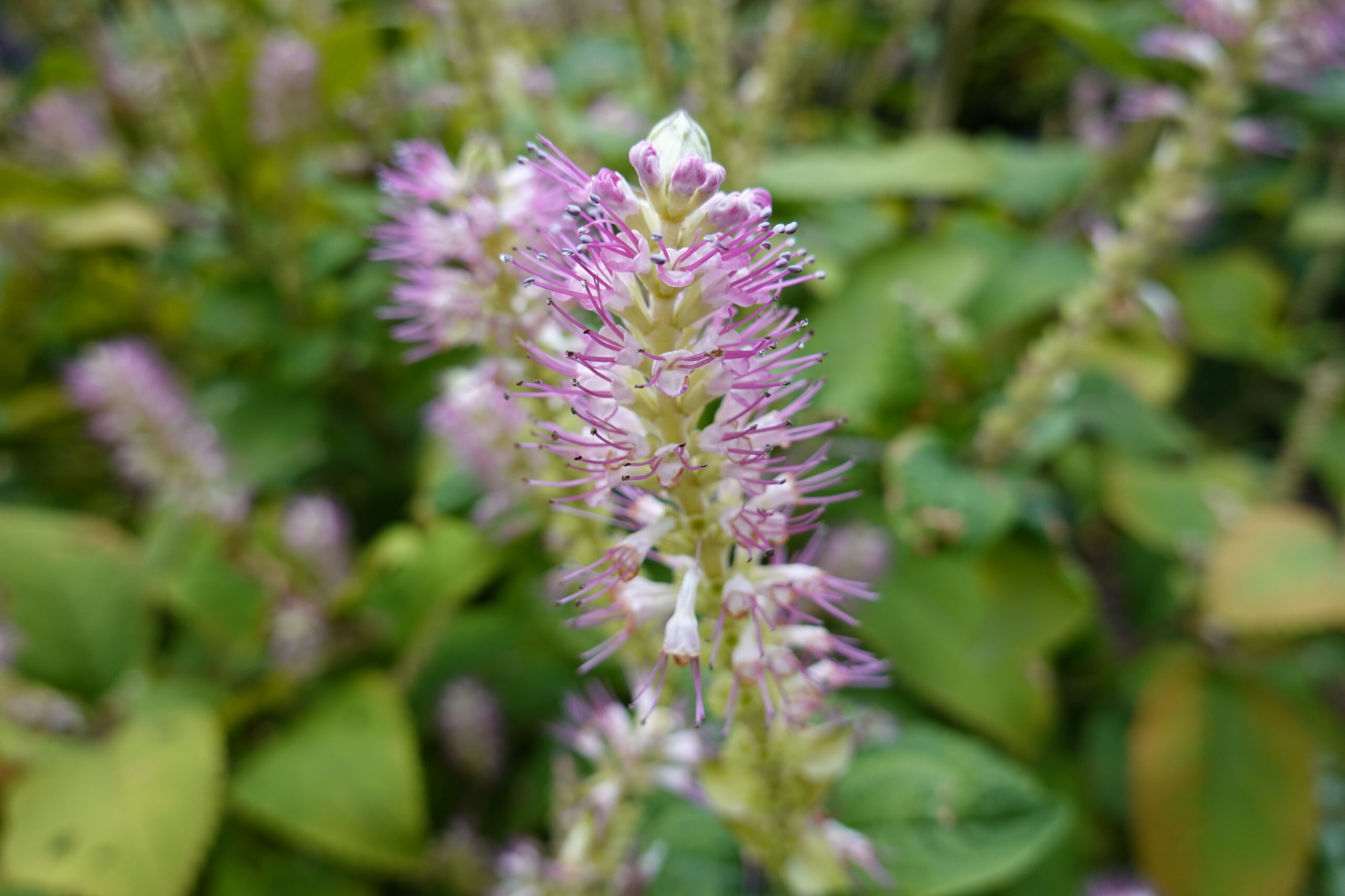 Closeup Clethra alnifolia 'Hummingbird' (Summersweet) is a gorgeous, compact, slowly spreading, deciduous shrub.