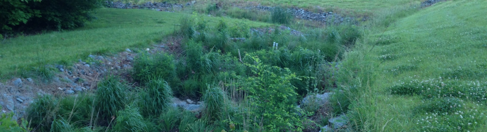 plants in a swale